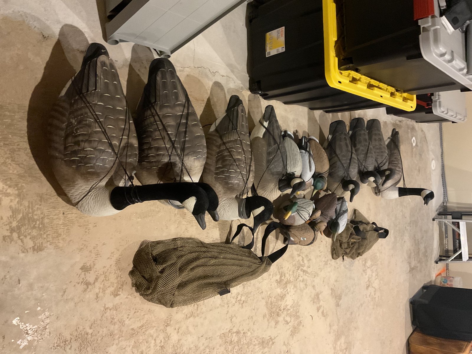 Floating Goose and duck decoys.